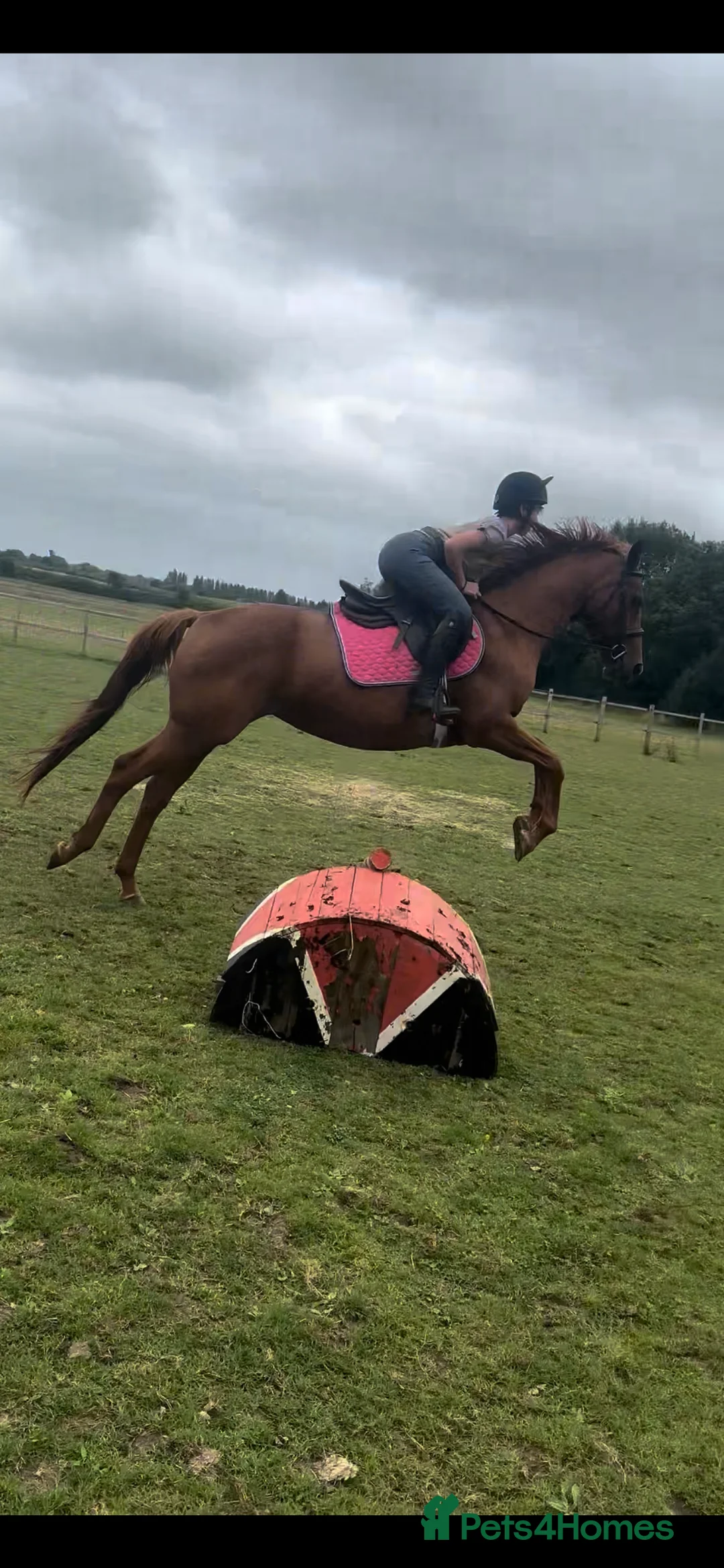 English Thoroughbred horses for sale: Sadly for sale  - Advert 2