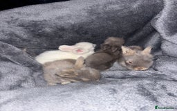 Mini Lion Lop rabbits for sale: Mini lion lops - Image 1