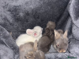 Mini Lion Lop rabbits - Advert 6