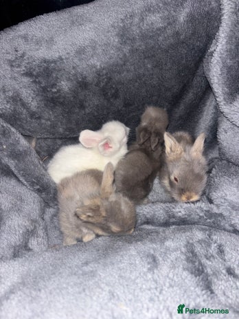 Mini Lion Lop rabbits - Advert 5