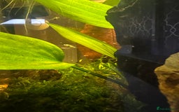 Mollies fish for sale: Guppies & Mollies - Advert 4