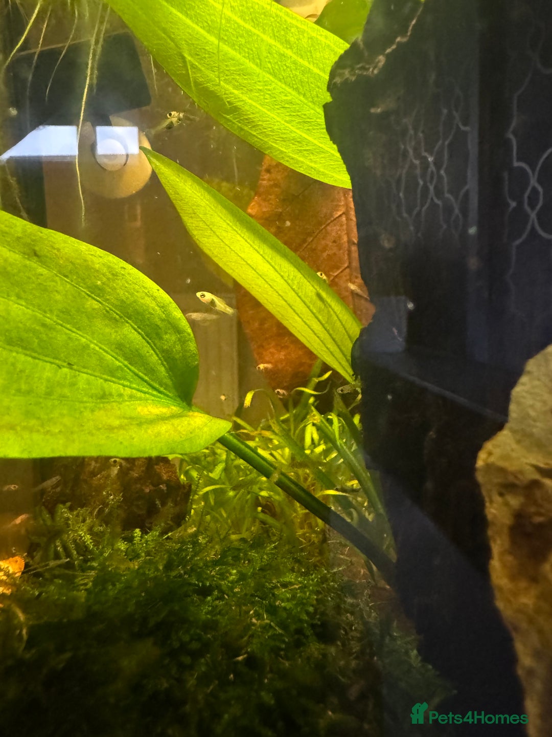 Mollies fish for sale: Guppies & Mollies - Advert 4