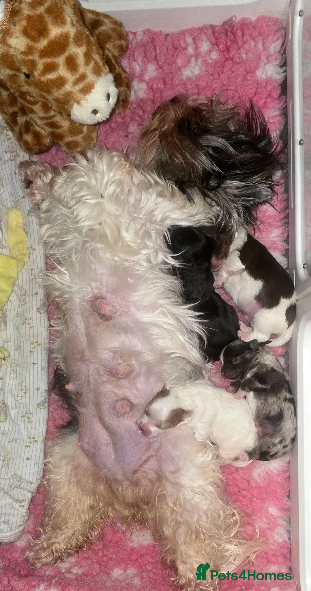 Yorkshire Terrier dogs for sale: Beautiful Colourful Yorkshire Terrier Puppies  - Advert 19