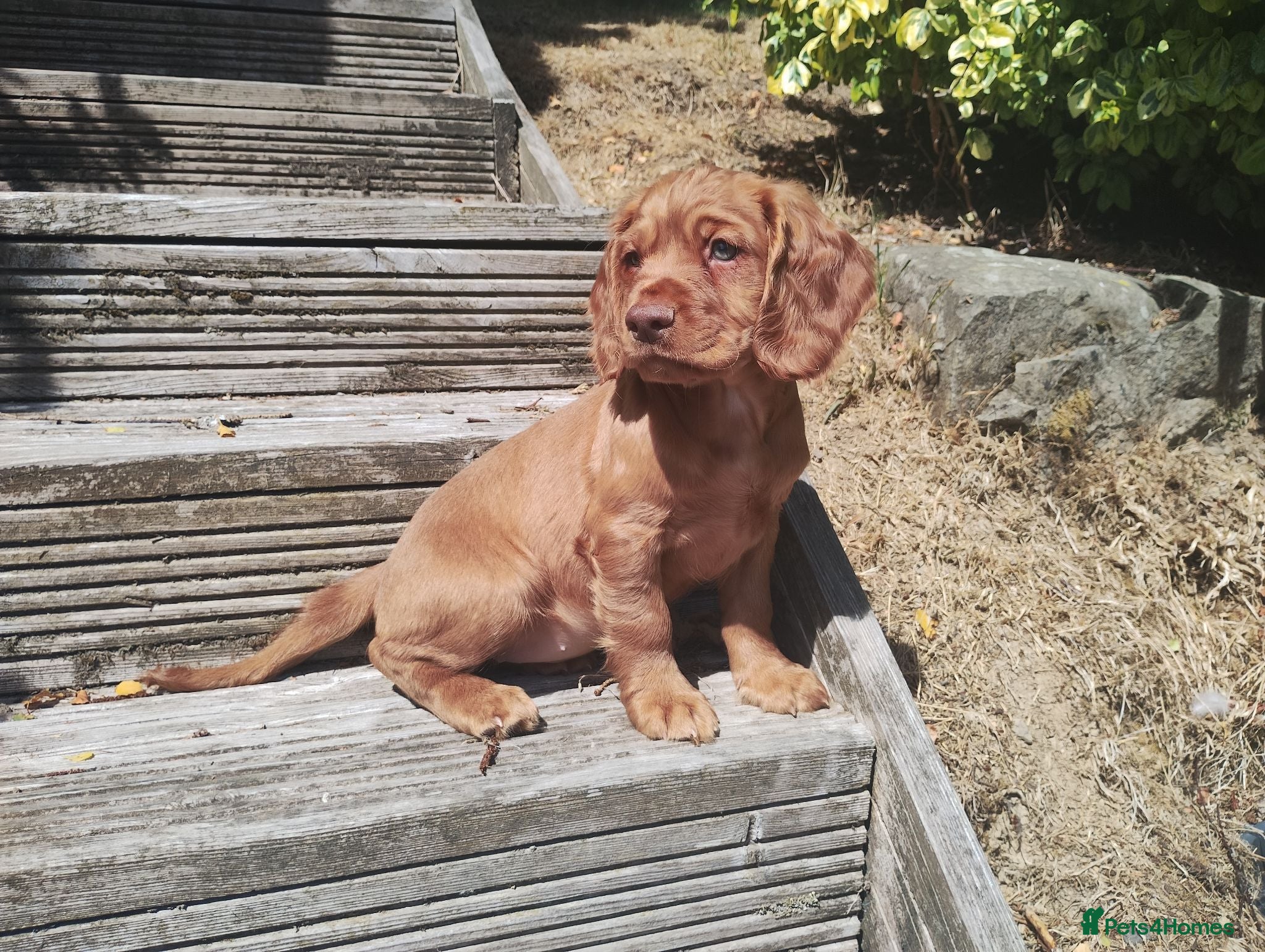 Cocker Spaniel dogs Cocker Spaniel Puppies  - Advert 11