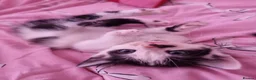 Mixed Breed cats for sale: 5beautiful kittens ready for their new loving home - Advert 3