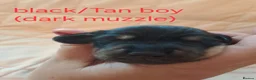 Miniature Dachshund dogs for sale: Miniature dachshund puppies for sale in spalding in Spalding - Advert 12