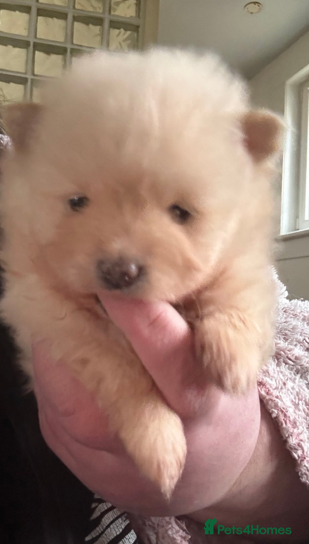 Pomeranian dogs for sale: Pomeranian puppies  - Advert 1