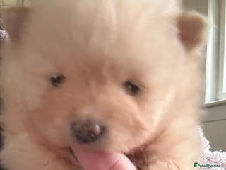 Pomeranian dogs Pomeranian puppies - Advert 1