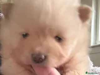 Pomeranian dogs Pomeranian puppies - Advert 10