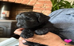 Labradoodle dogs for sale: Labradoodle Puppies 10 weeks 14 Nov 25 - Image 25