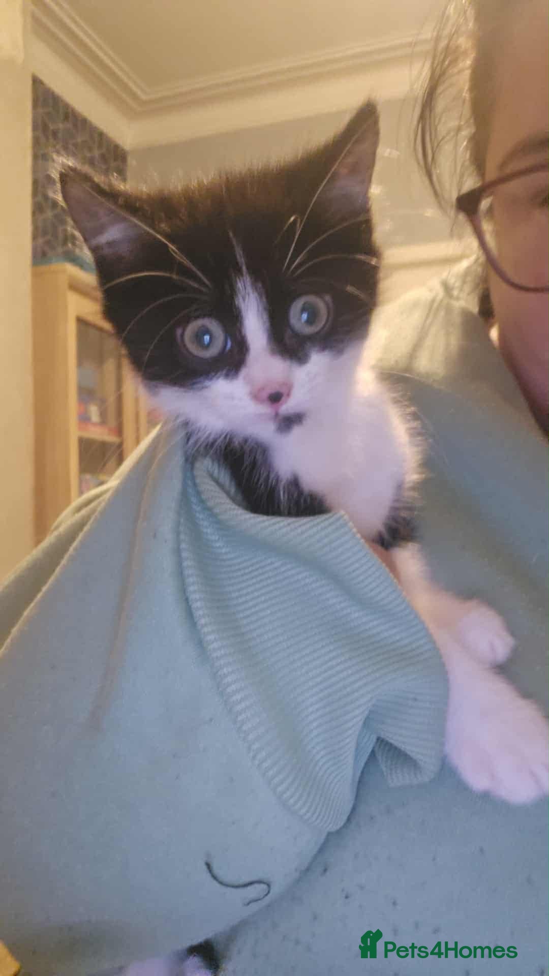 Mixed Breed cats for sale: Playful Kittens - Image 4