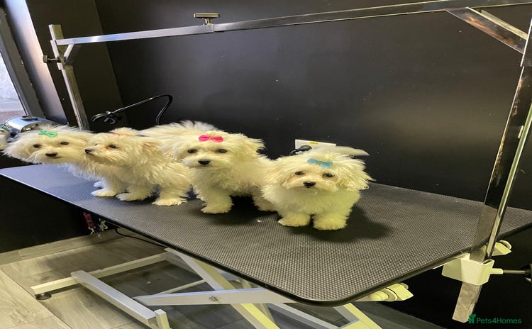 Maltese dogs - Advert 7