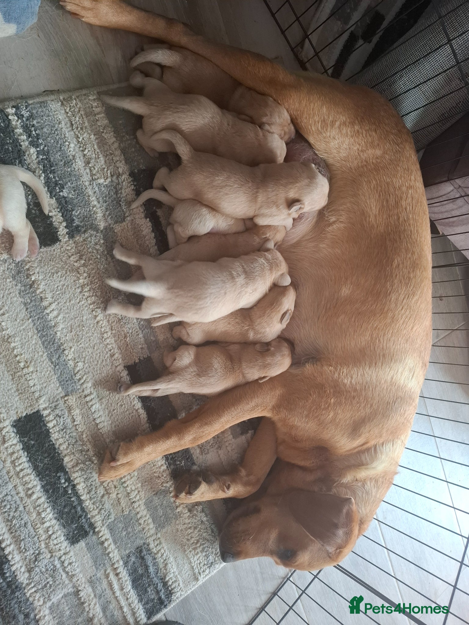 Labrador Retriever dogs for sale: KC Reg Labrador Pups in Newton Abbot - Advert 11