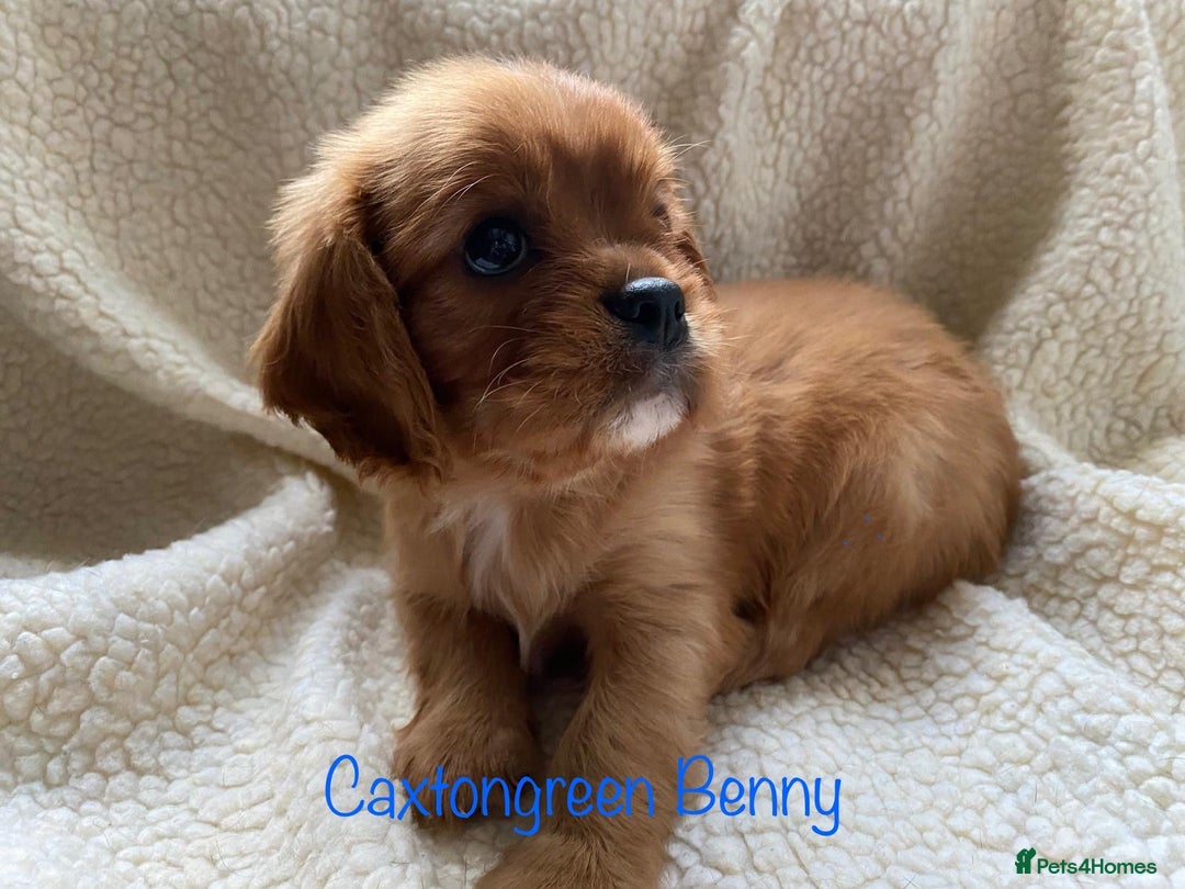 Cavalier King Charles Spaniel dogs for sale: KC Reg Cavalier King Charles Spaniel Puppies - Image 2