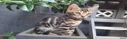 Bengal cats for sale: ❤️ Outstanding TICA Registered Bengal Kittens ❤️ - Advert 6