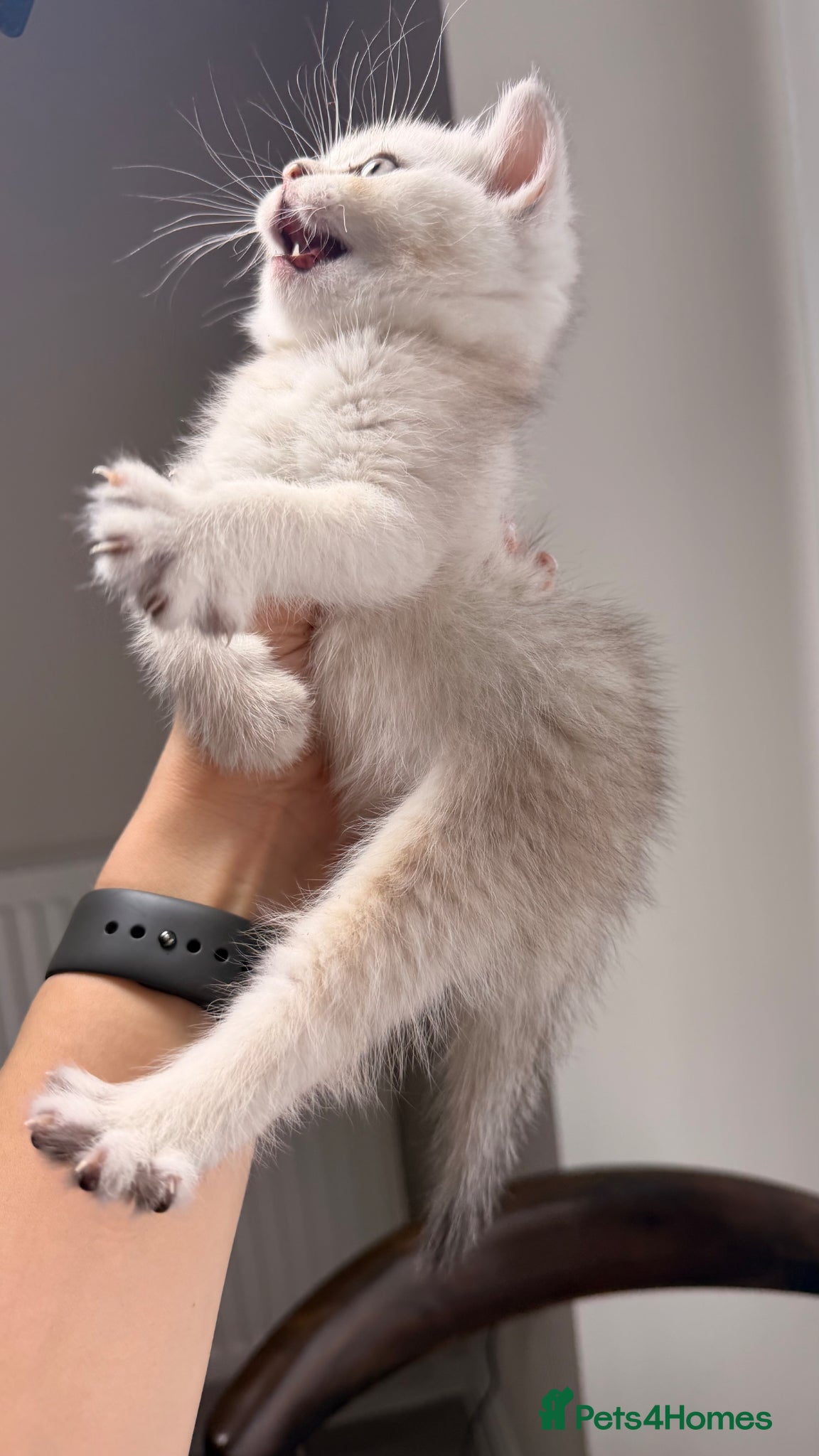 Scottish Fold cats Scottish fold and straight kittens. - Advert 1