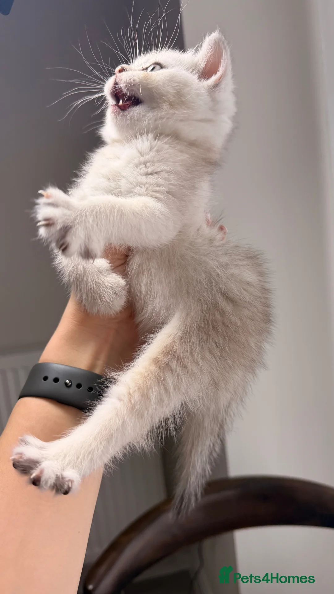 Scottish Fold cats for sale: Scottish fold and straight kittens. - Advert 1