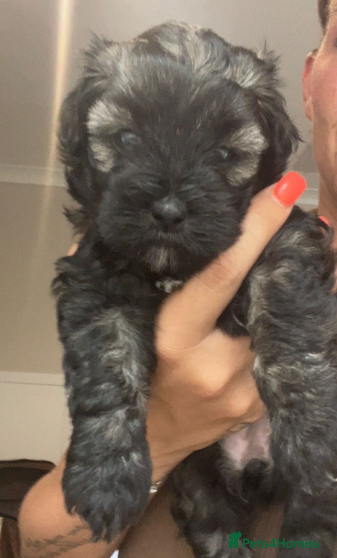 Mixed Breed dogs for sale: Pattapoo puppies  - Image 1