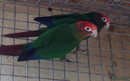 Conures birds for sale: Rose Crowned Conure Pyrrhura Rhodocephala  - Image 7
