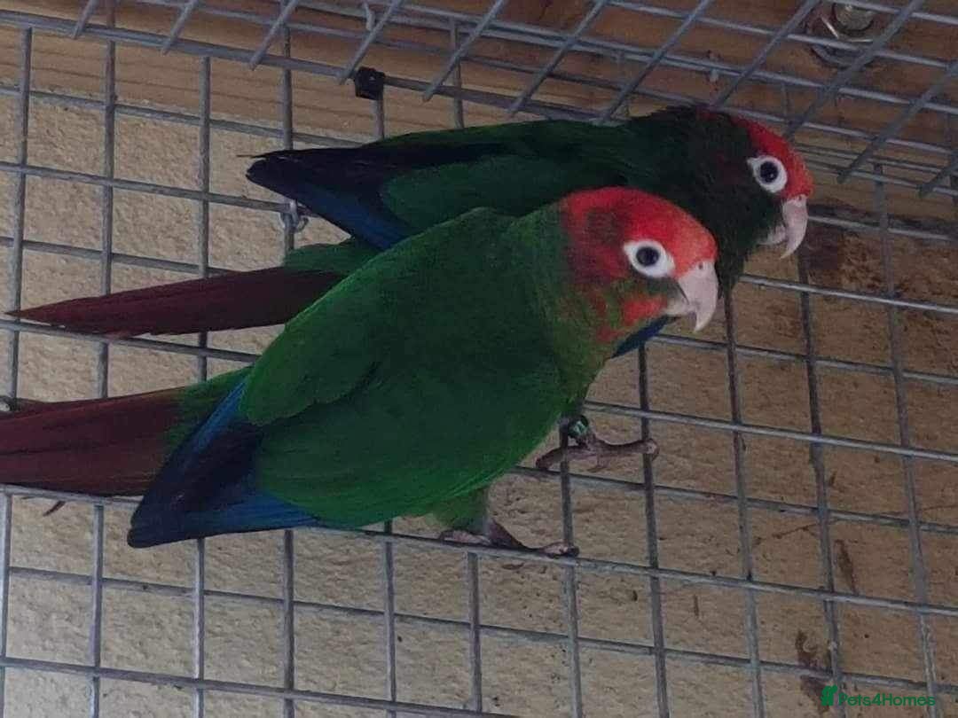 Conures birds for sale: Rose Crowned Conure Pyrrhura Rhodocephala  - Image 7