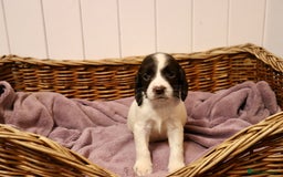 English Springer Spaniel dogs for sale: Working Bred Springer Spaniel Puppies For Sale.  - Image 19