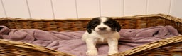 English Springer Spaniel dogs for sale: 1 BOY LEFT!! Working Bred Springer Spaniel.  - Advert 24