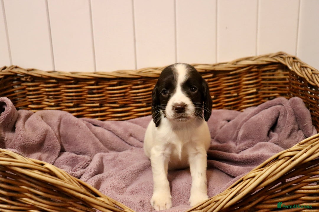 English Springer Spaniel dogs for sale: Working Bred Springer Spaniel Puppies For Sale.  - Image 19