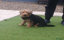 Jack Russell dogs for sale: !! For Sale!!  - Image 2