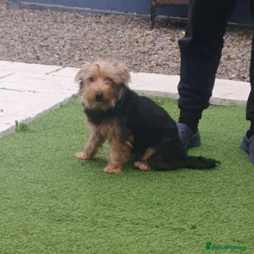 Jack Russell dogs for sale: !! For Sale!!  - Image 2