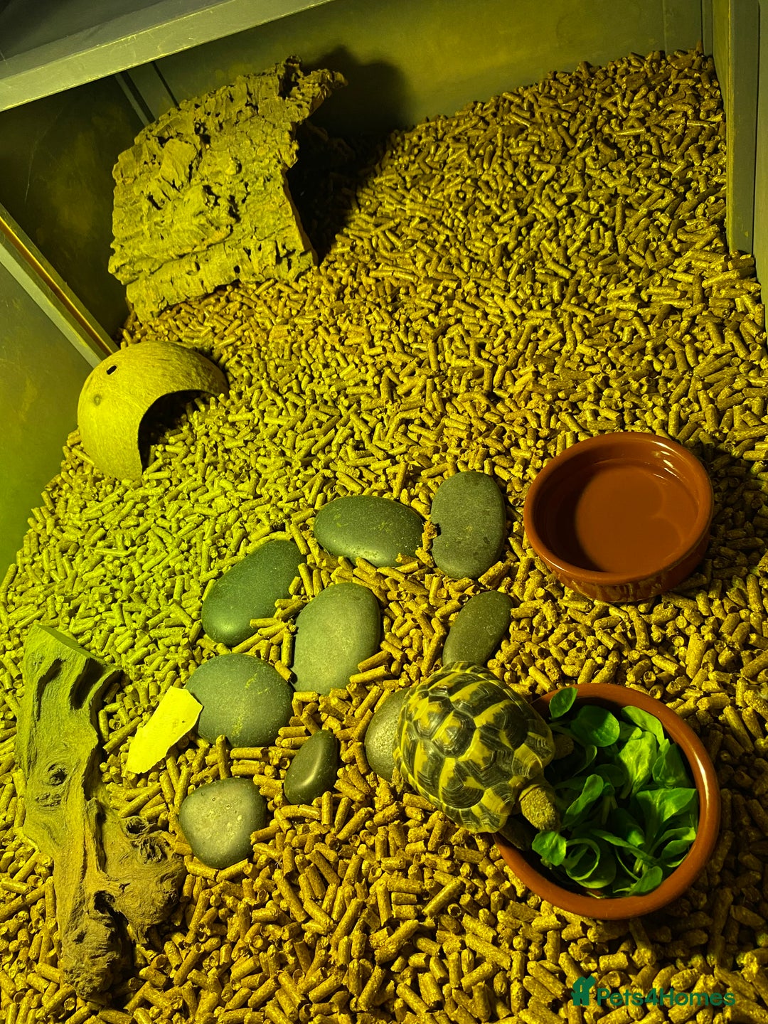 Tortoise reptiles for sale: 3yo Hermann’s tortoise with the whole set up - Advert 4