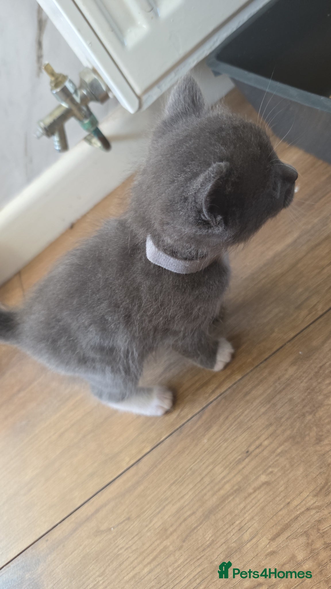 Mixed Breed cats for sale: 4 grey kittens for sale - Advert 10