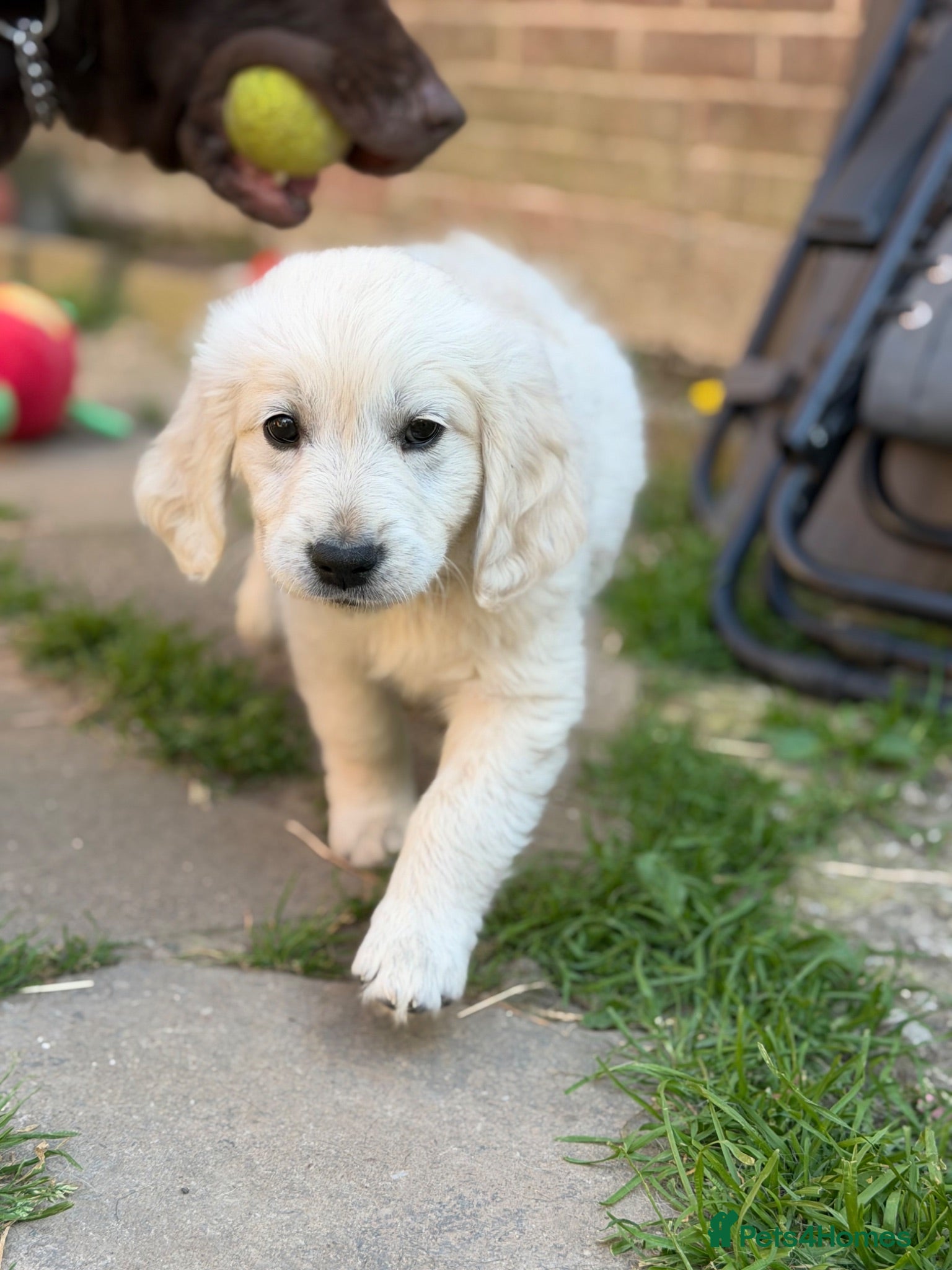 Golden Retriever dogs Left one girl ready to go🩷 - Advert 2