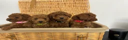 Miniature Poodle dogs for sale: Kc registered Miniature poodles Teddy bear  - Advert 16