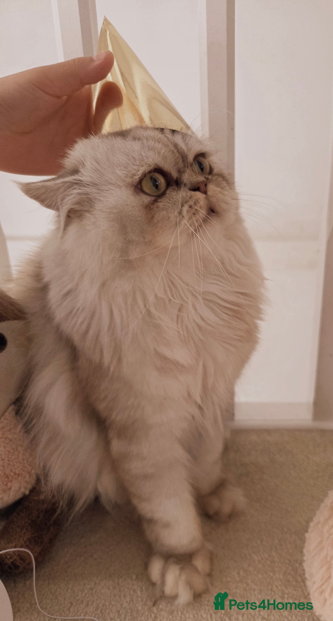 Persian cats for sale: Silvertip Chinchilla Persian- Boy & Girl Available - Advert 11