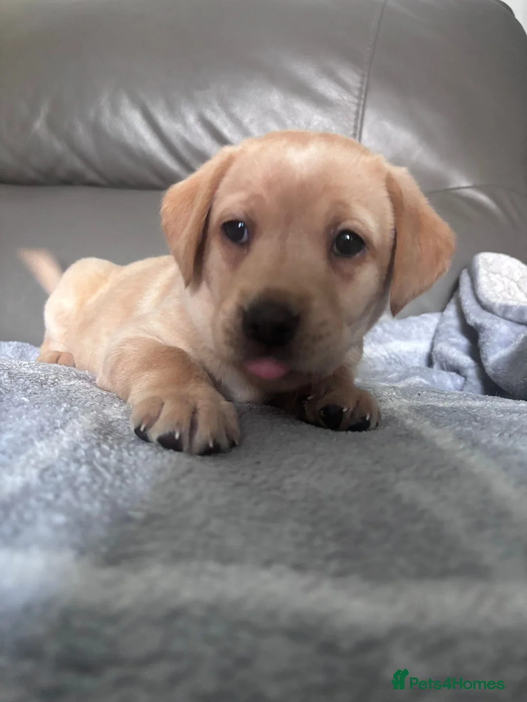 Labrador Retriever dogs for sale: *YELLOW GIRL READY TO GO*  - Advert 15