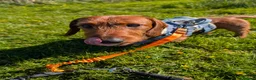 Dachshund dogs for stud: 5th gen pedigree KC teckel Dachshund  - Advert 3