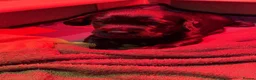 Cockerdor dogs for sale: 🐾F1 Cockerdor puppies🐾 in Braintree - Advert 6