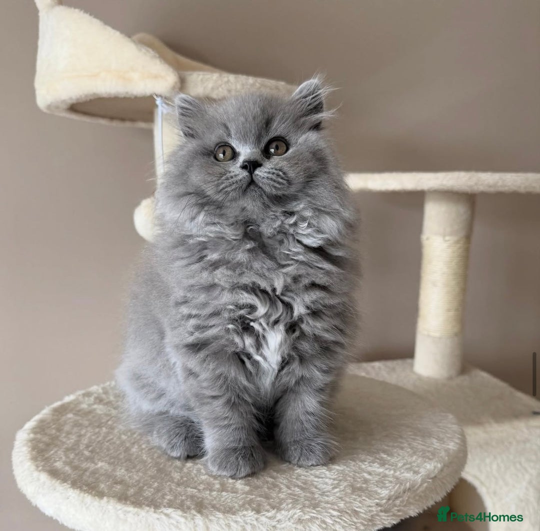 British Shorthair cats for sale: 🩷COMING SOON BUSHTAIL BABIES💙 - Image 13