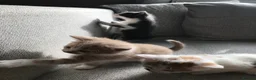 Mixed Breed cats for sale: 4 beautiful kittens  - Advert 7
