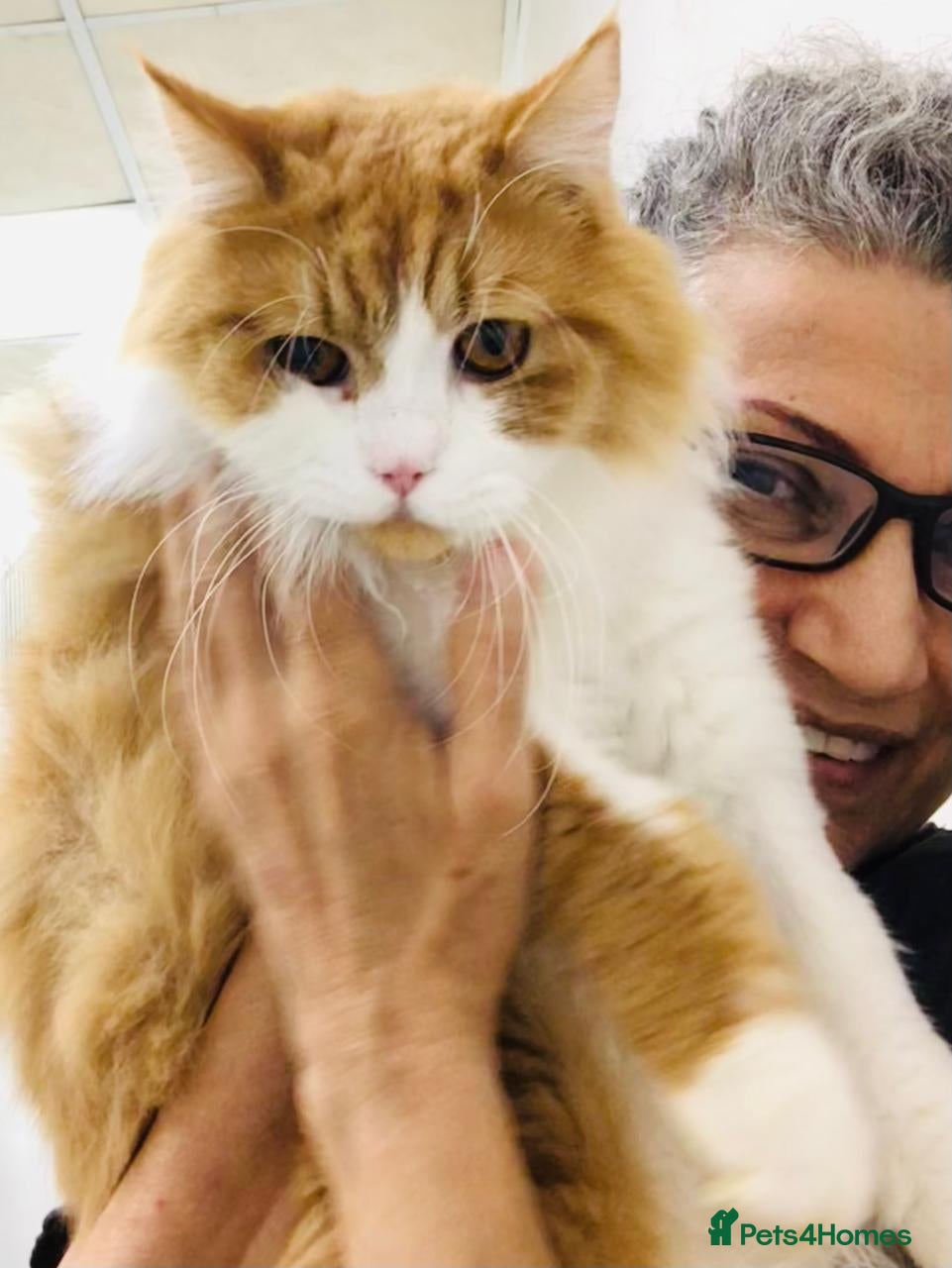 Mixed Breed cats ASTRO -BIG BOY CALM NEUTERED AFFECTIONATE  - Advert 1