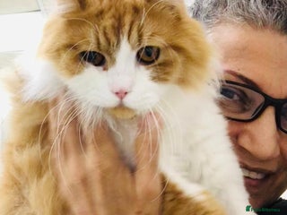 Mixed Breed cats ASTRO -BIG BOY CALM NEUTERED AFFECTIONATE - Advert 1