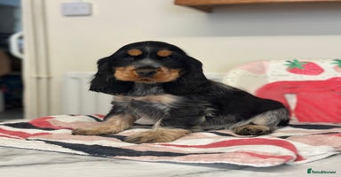 Cocker Spaniel dogs - Advert 7