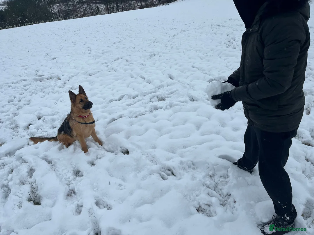 German Shepherd dogs for sale: German Shepherd  - Advert 2