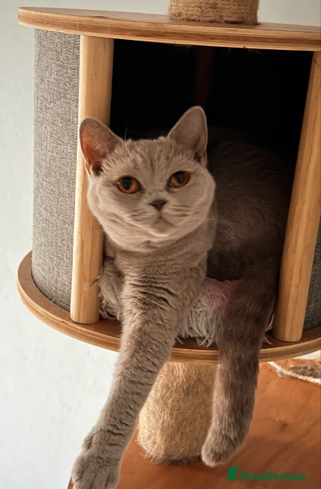 British Shorthair cats for sale: Delightful Lilac BSH girl available.  - Advert 5