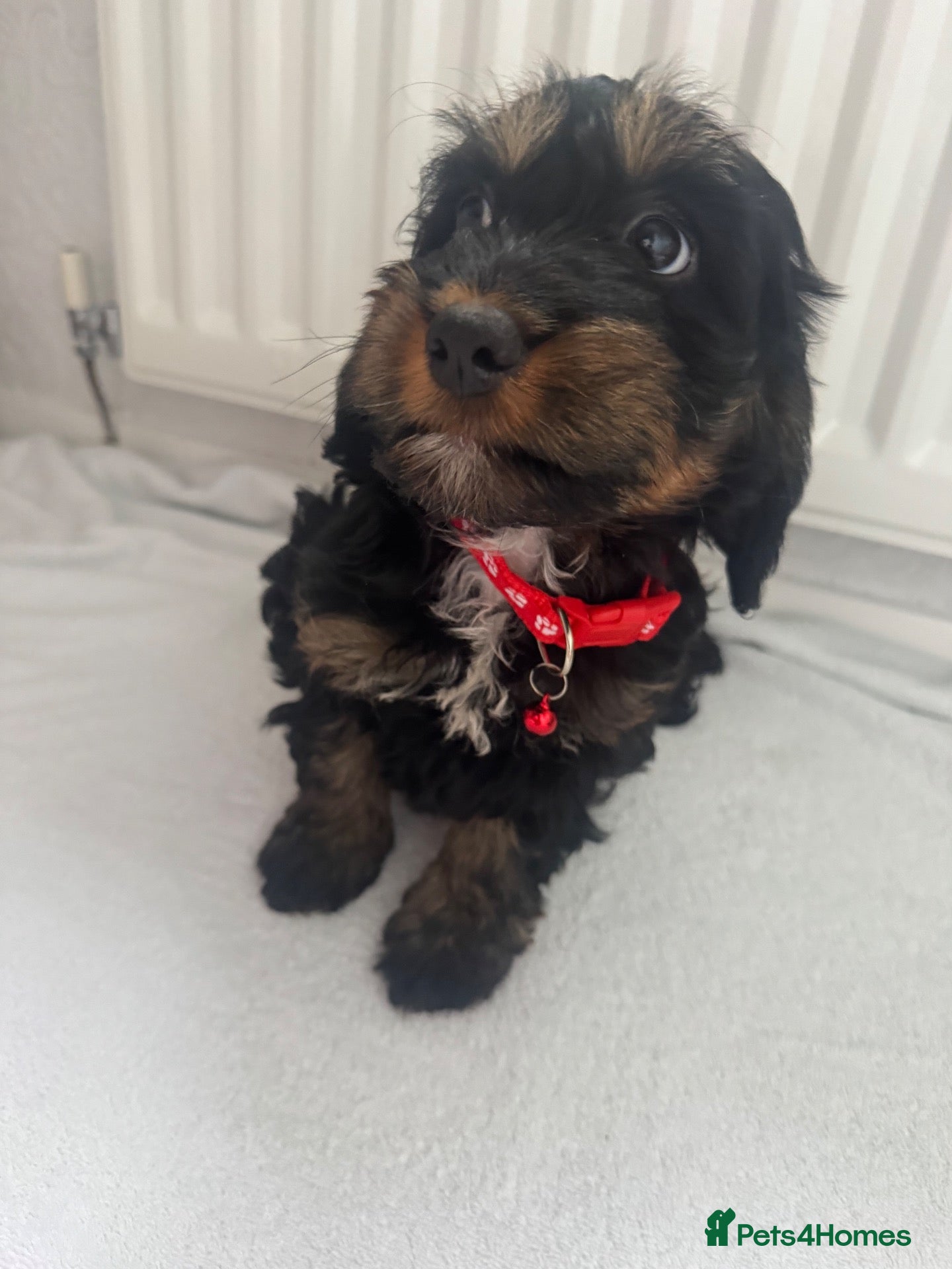 Cockapoo dogs for sale: F1 miniature cockapoos - Advert 2