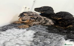 Cavapoo dogs for sale: Adorable F1b toy Cavapoo puppies ready to reserve - Image 26