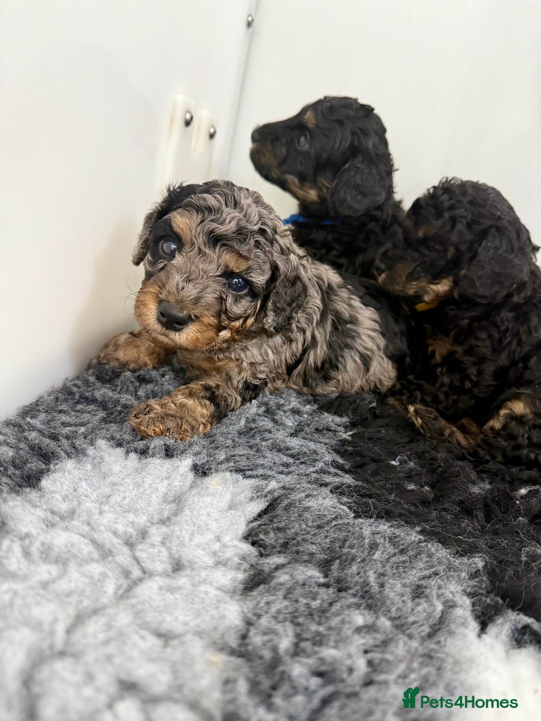 Cavapoo dogs for sale: Adorable F1b toy Cavapoo puppies ready to reserve - Image 26