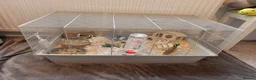 Hamster rodents for sale: Syrian Hamster with cage and supplies - Advert 8