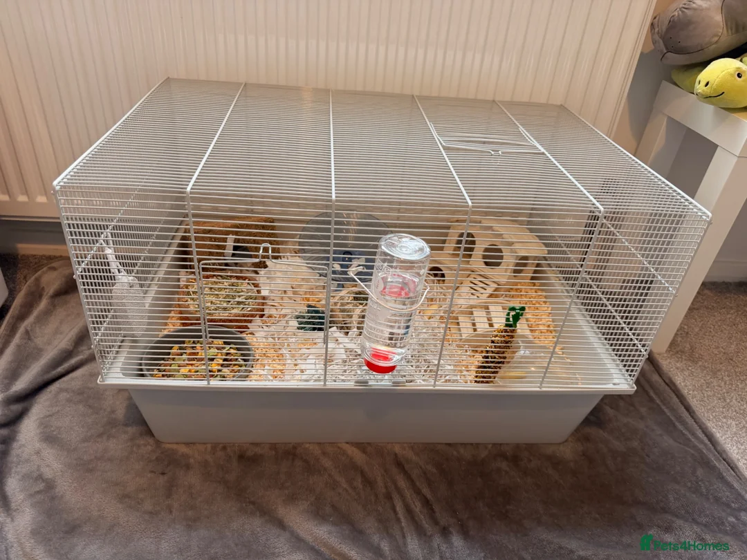 Hamster rodents for sale: Syrian Hamster with cage and supplies - Advert 8