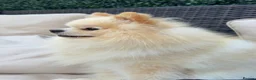Pomeranian dogs for sale: Gorgeous Pomeranian  - Advert 10